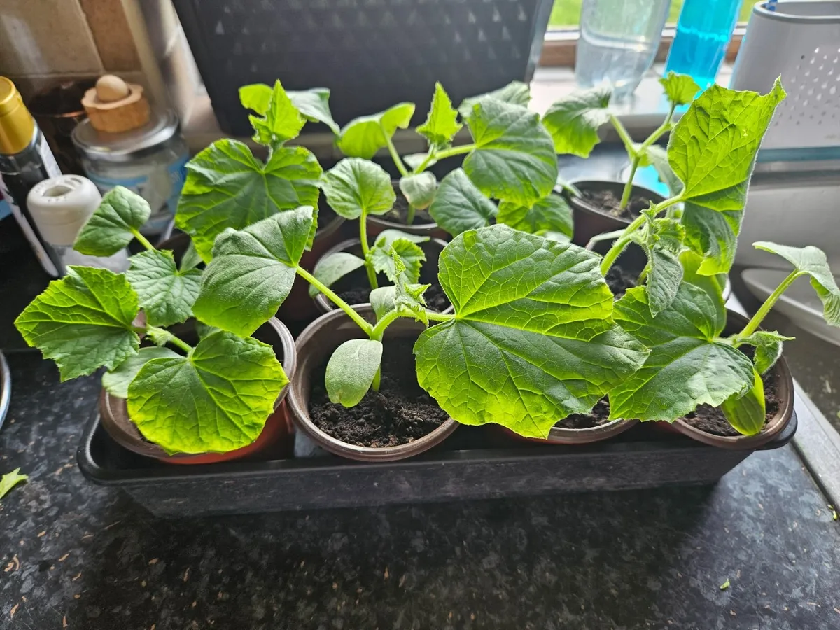 Organic cucumber - Image 2