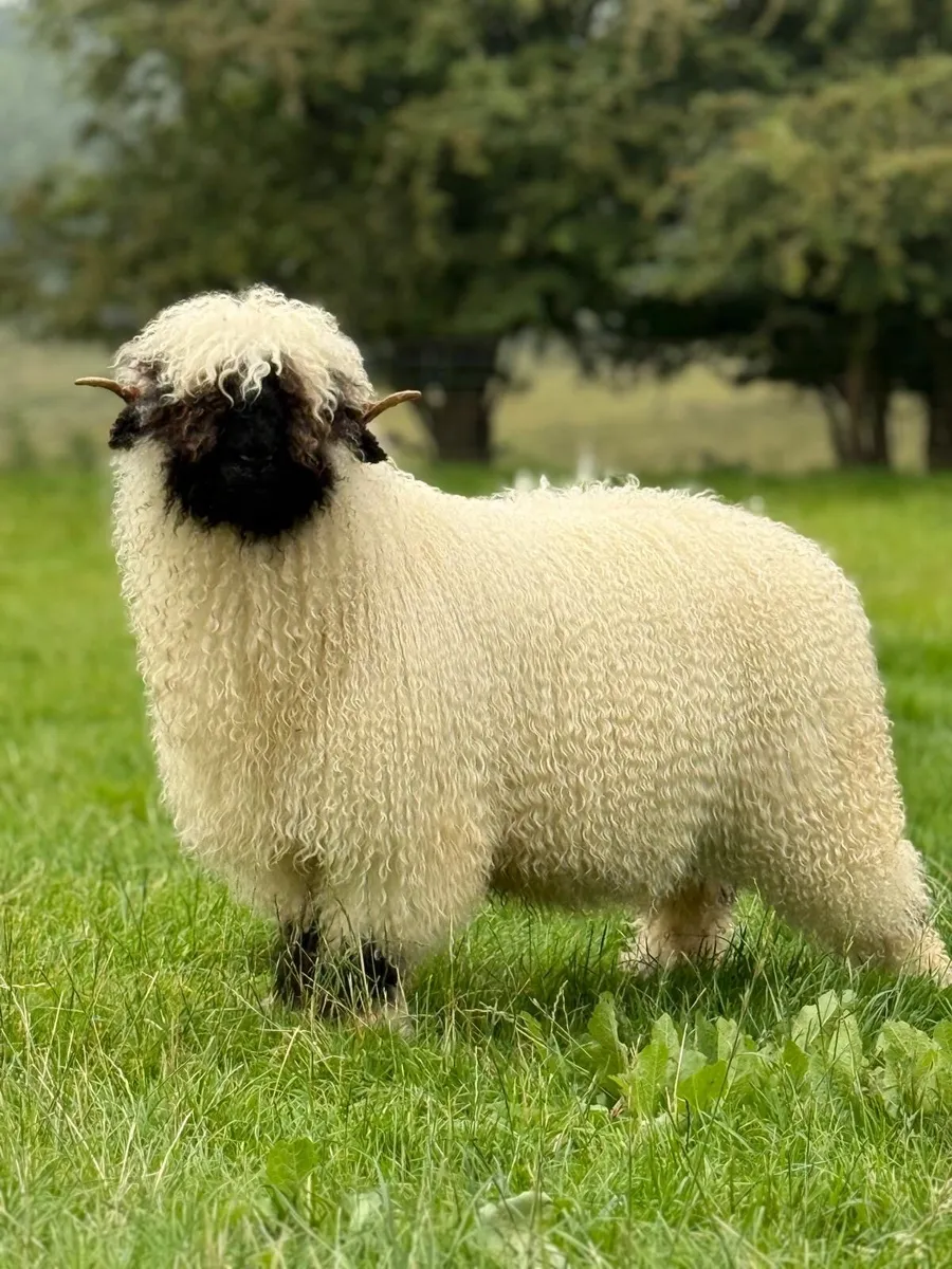 Valais Blacknose Annual Timed Auction Sale - Image 2