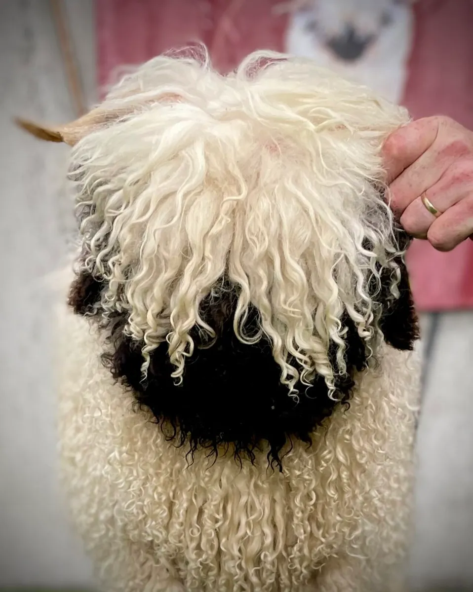 Valais Blacknose Annual Timed Auction Sale - Image 4