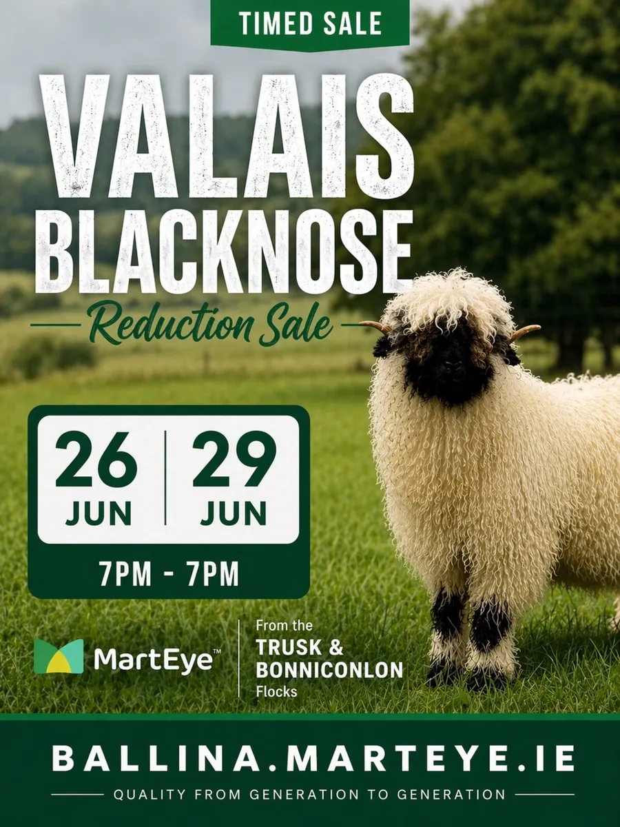 Valais Blacknose Annual Timed Auction Sale - Image 1
