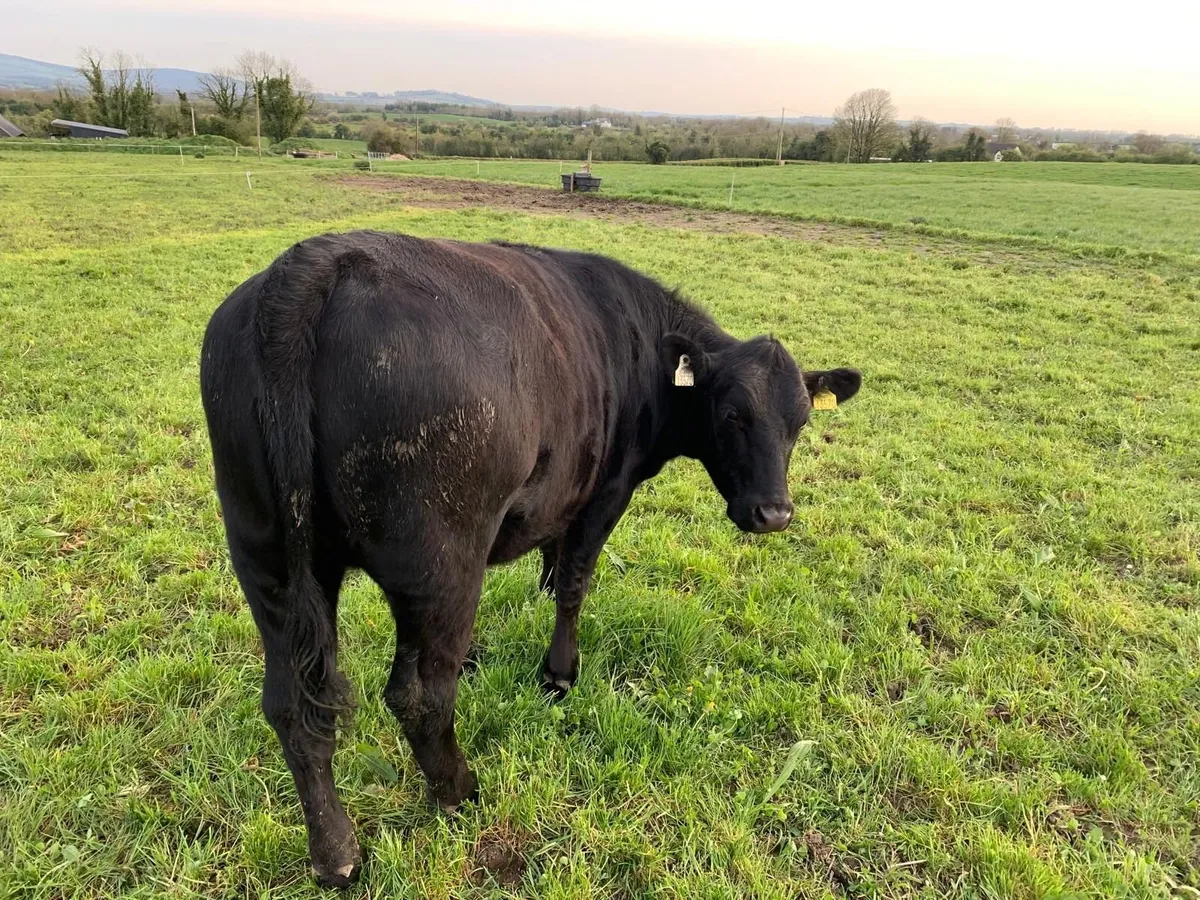 5 AA Heifers, average 390kgs - Image 2