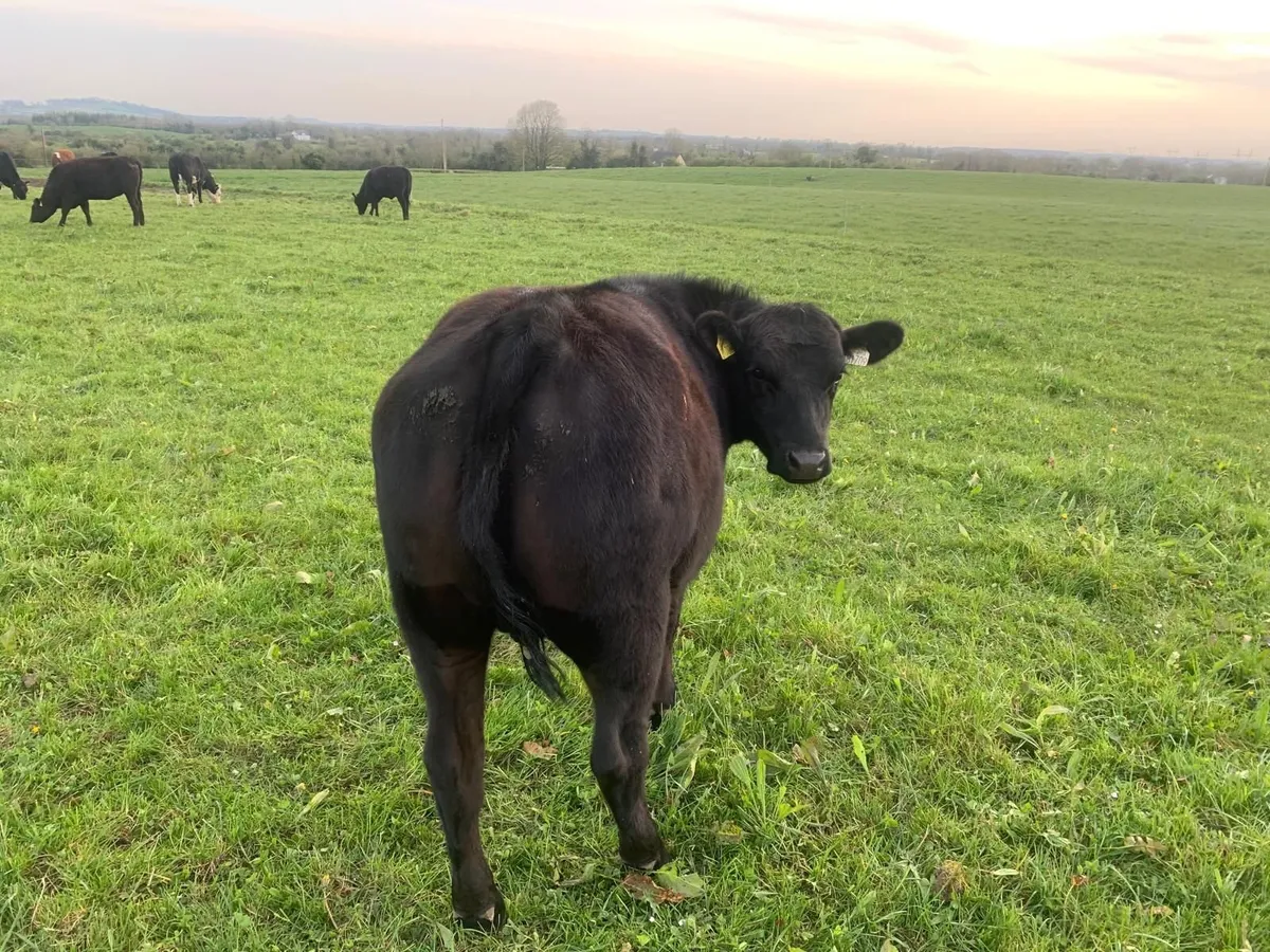 5 AA Heifers, average 390kgs - Image 3