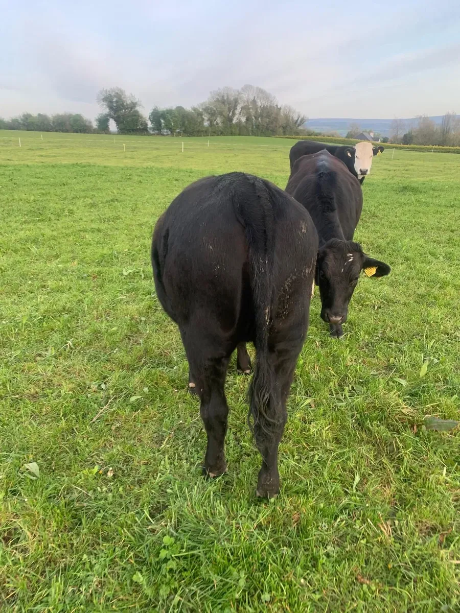 5 AA Heifers, average 390kgs - Image 4