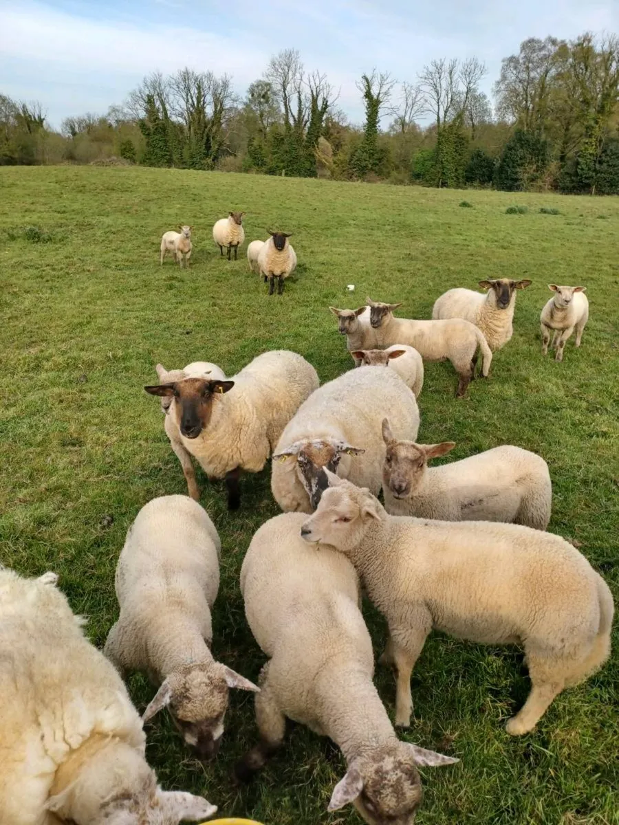 Ewes and lambs - Image 1
