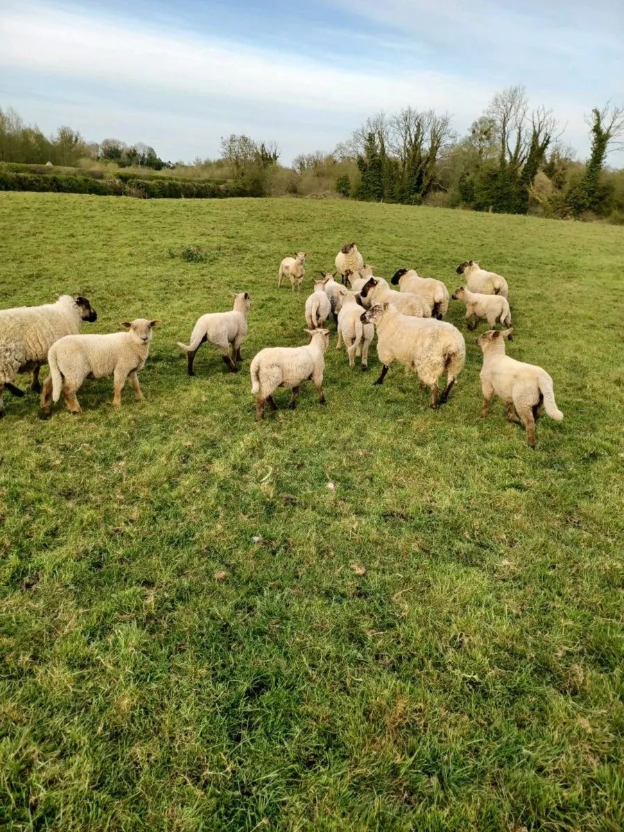 Ewes and lambs - Image 2