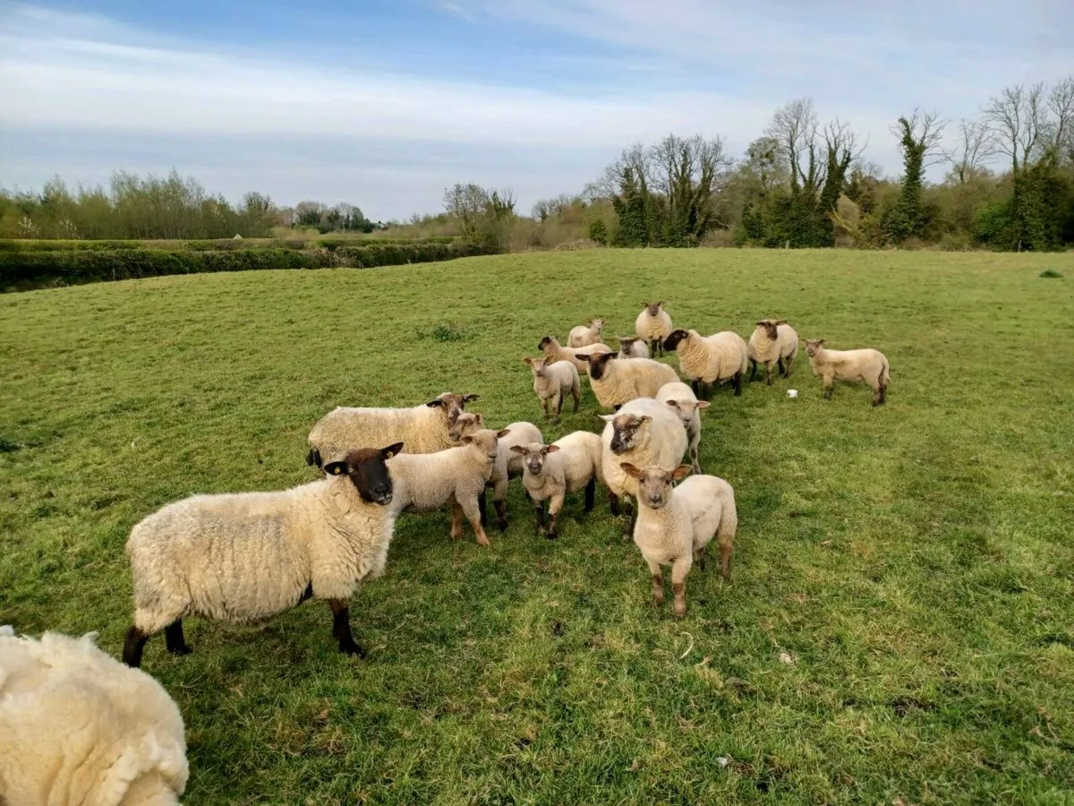 Ewes and lambs - Image 3