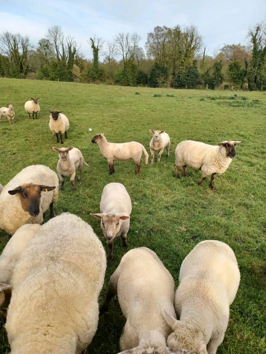 Ewes and lambs - Image 4