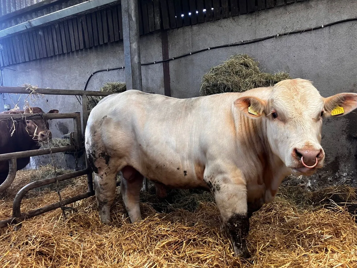 PBR Charolais Bulls - Image 3