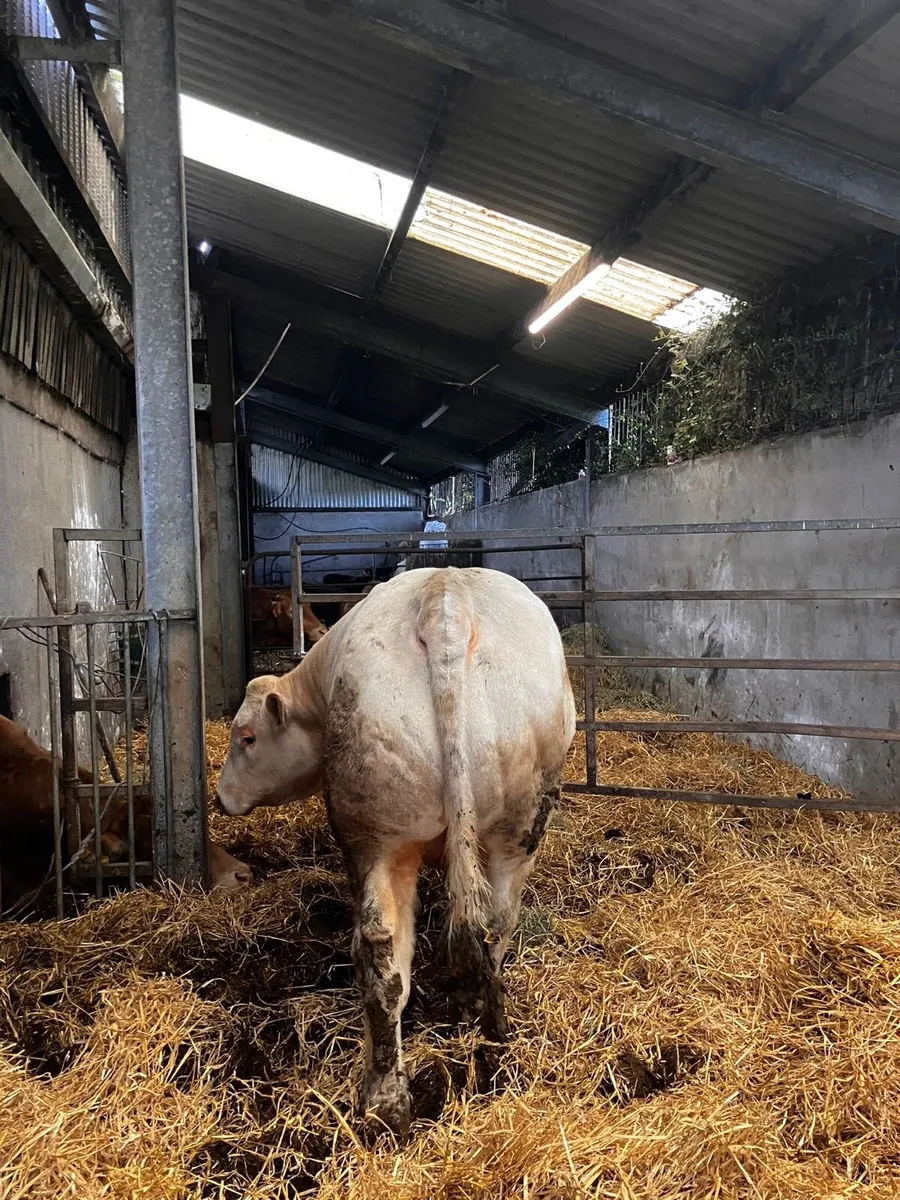 PBR Charolais Bulls - Image 4