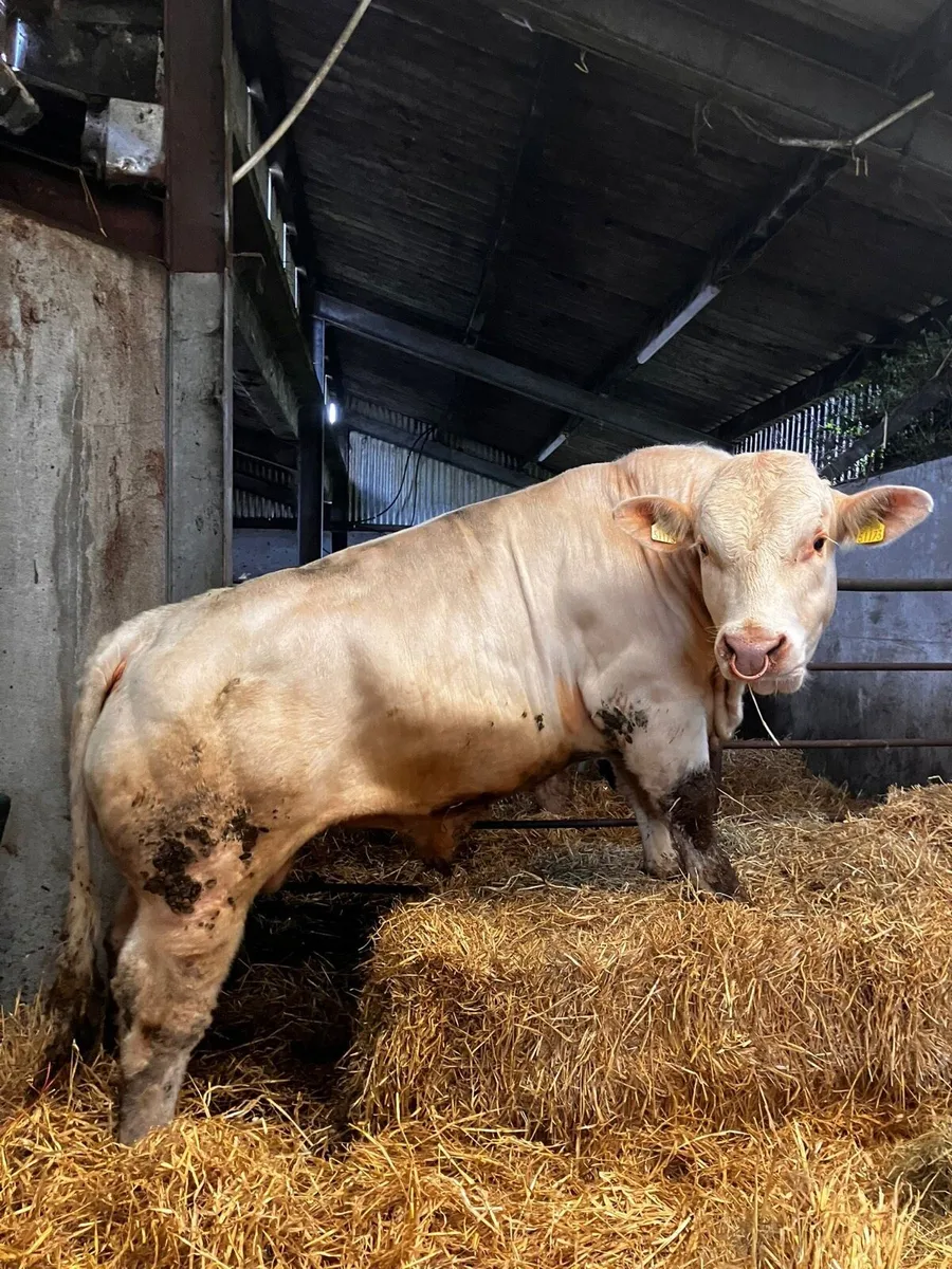 PBR Charolais Bulls - Image 1