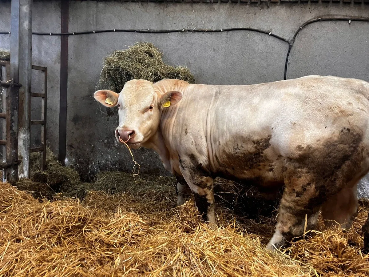 PBR Charolais Bulls - Image 2