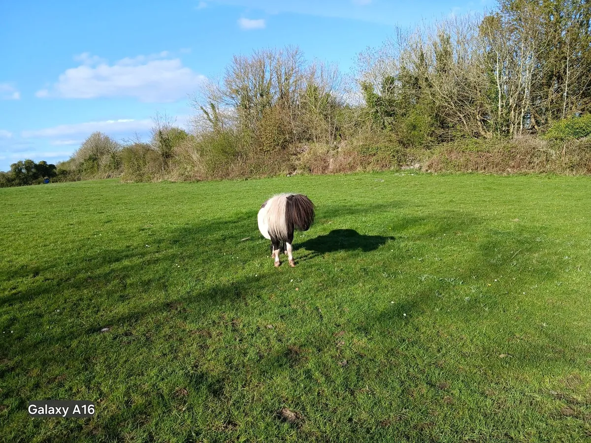 Shetland stallion - Image 2