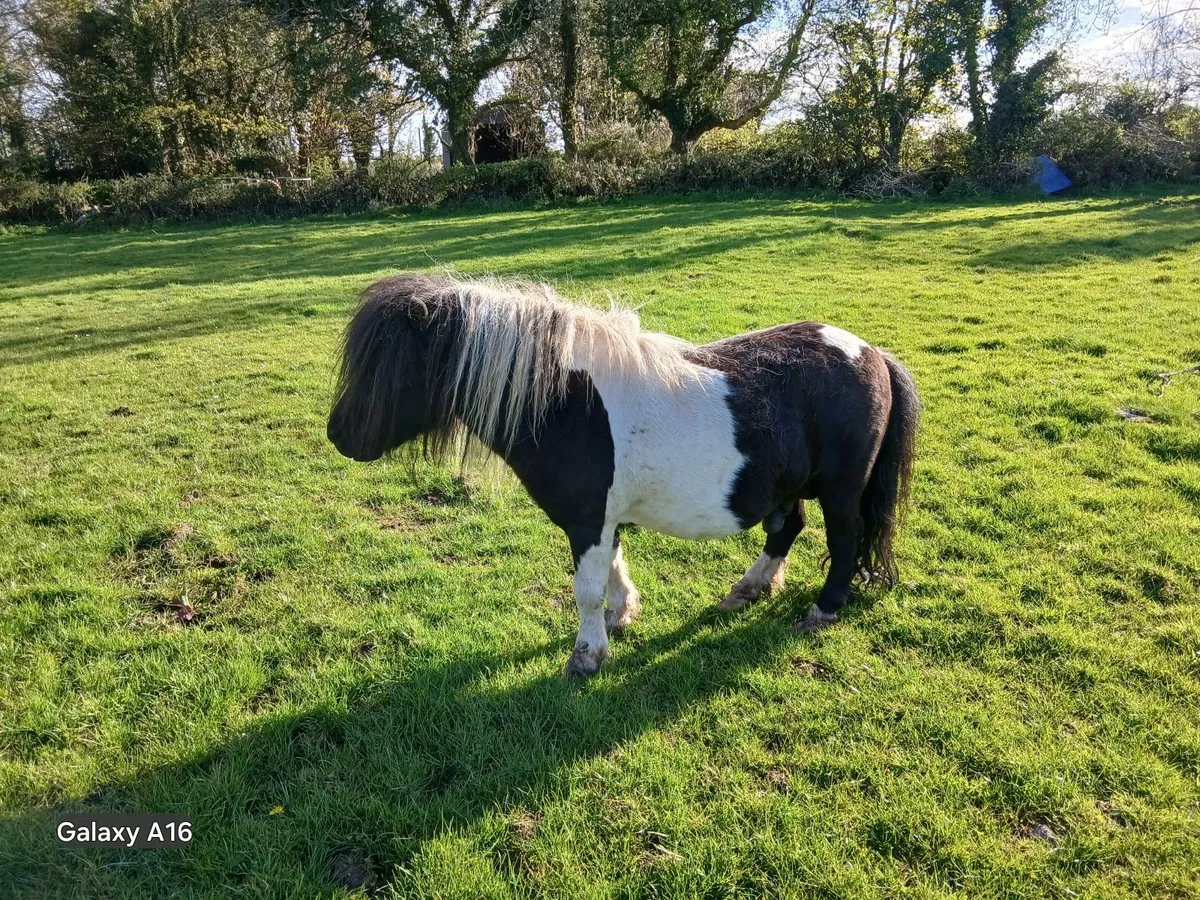 Shetland stallion - Image 1
