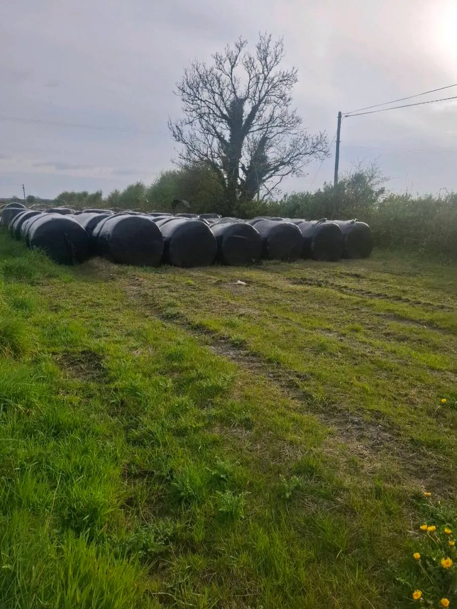 ROUND BALES OF SILAGE FOR SALE - Image 1