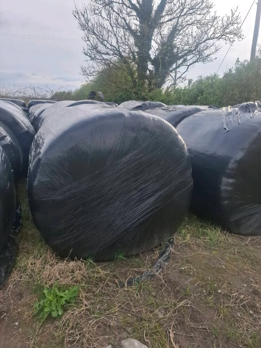 ROUND BALES OF SILAGE FOR SALE - Image 2