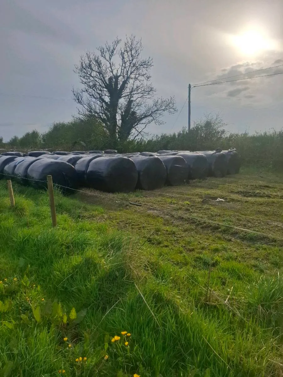 ROUND BALES OF SILAGE FOR SALE - Image 3