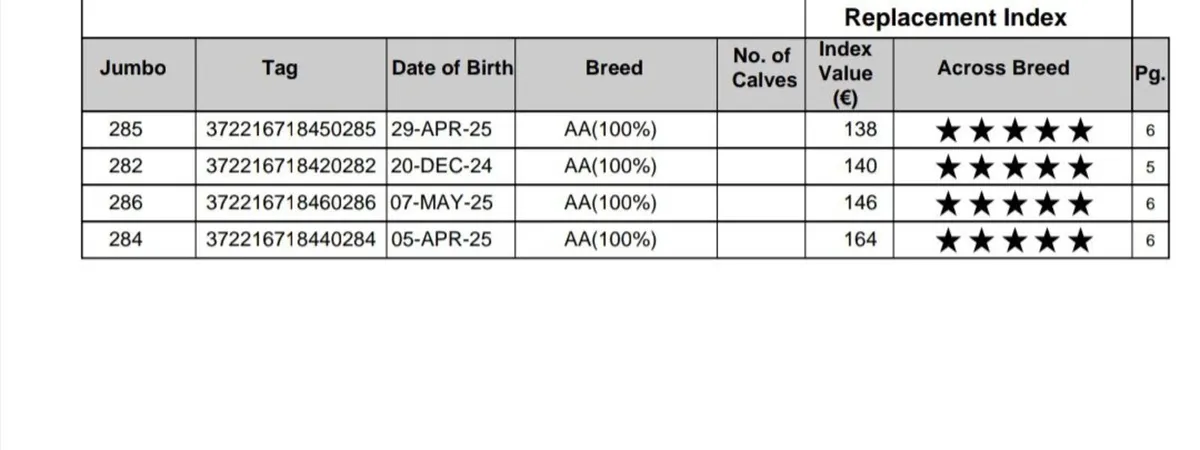 PBR Angus Heifers - Image 2