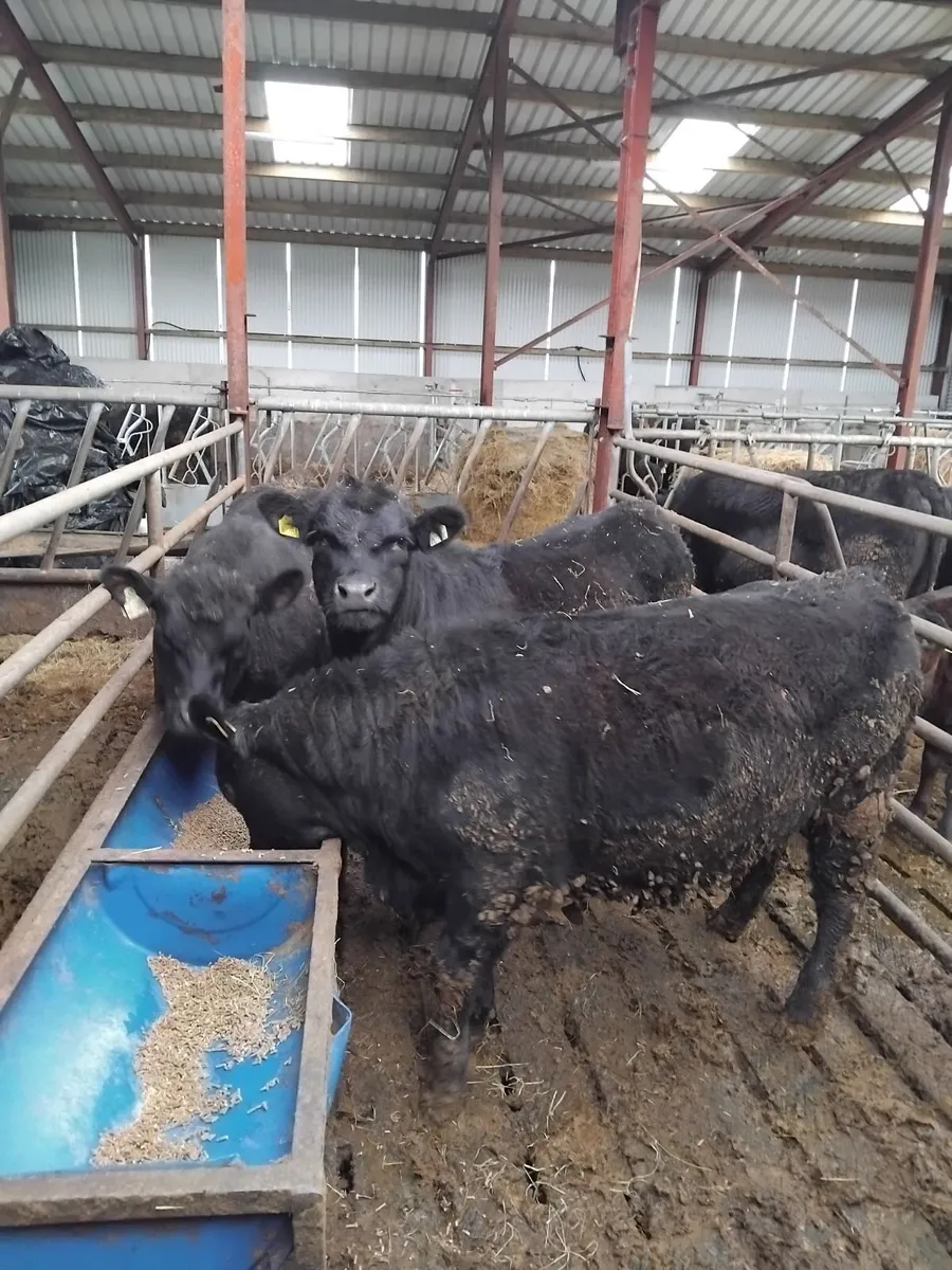 PBR Angus Heifers - Image 4