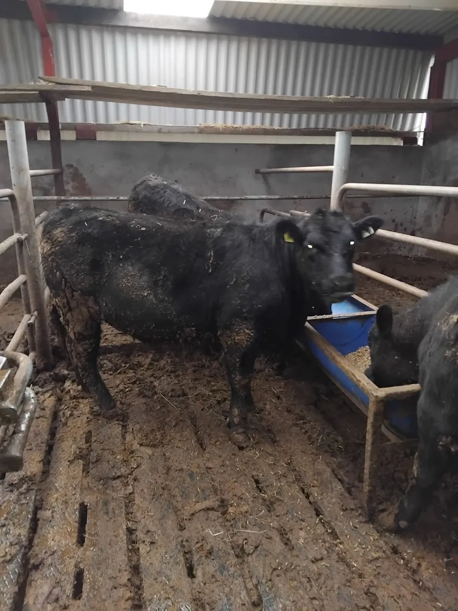 PBR Angus Heifers - Image 3