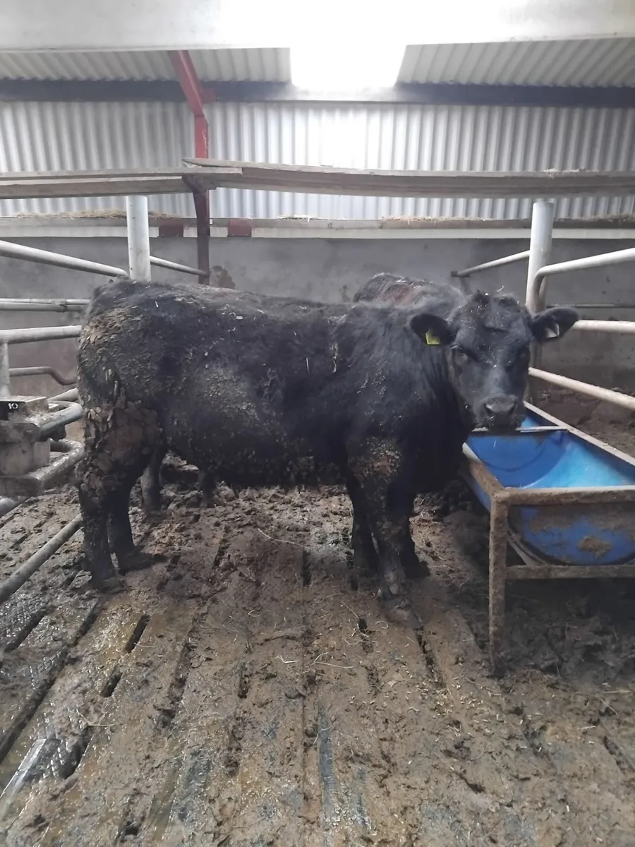 PBR Angus Heifers - Image 1