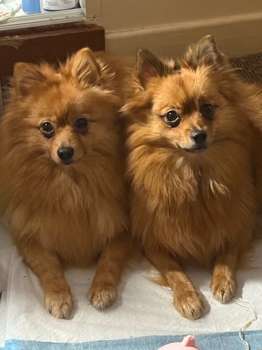2 Pomeranians - Image 1