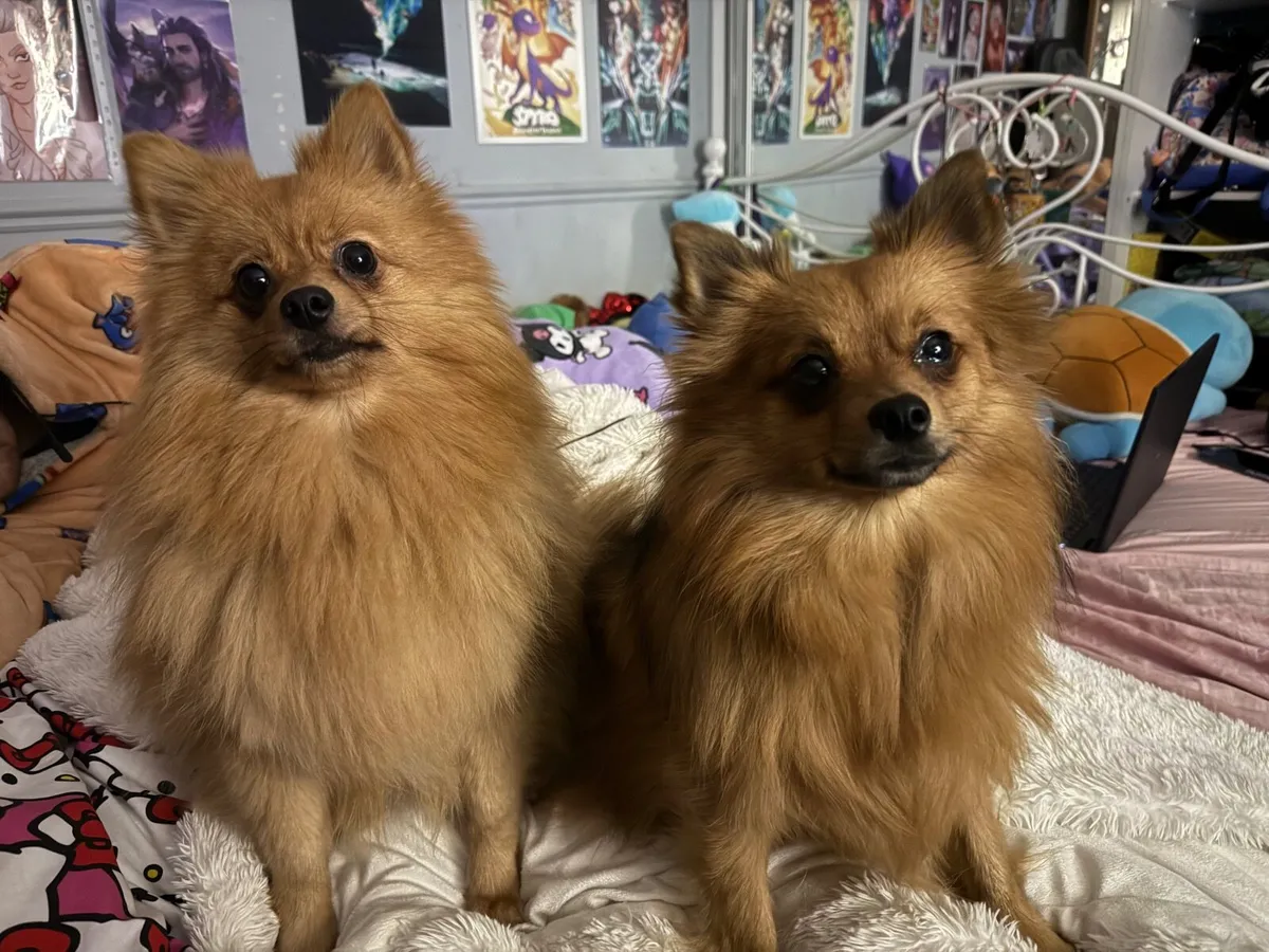 2 Pomeranians - Image 2