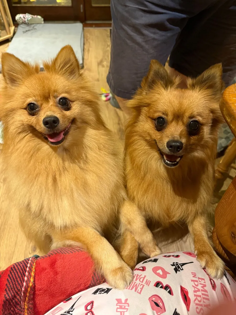 2 Pomeranians - Image 4