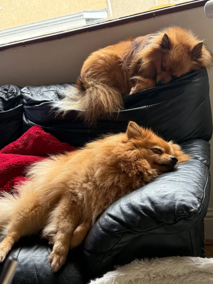 2 Pomeranians - Image 3