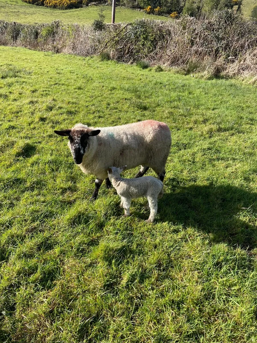 Hoggets and lambs - Image 1