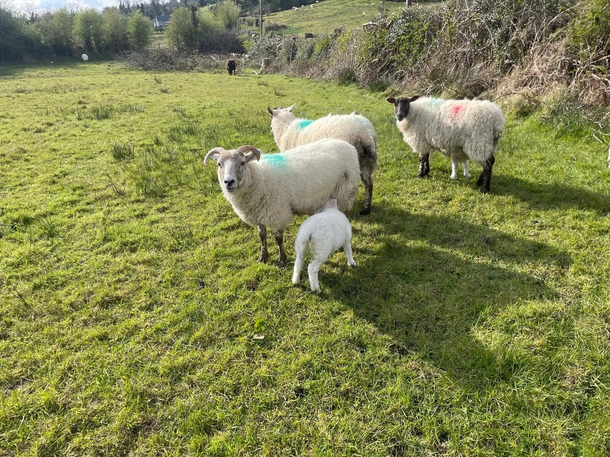 Hoggets and lambs - Image 2