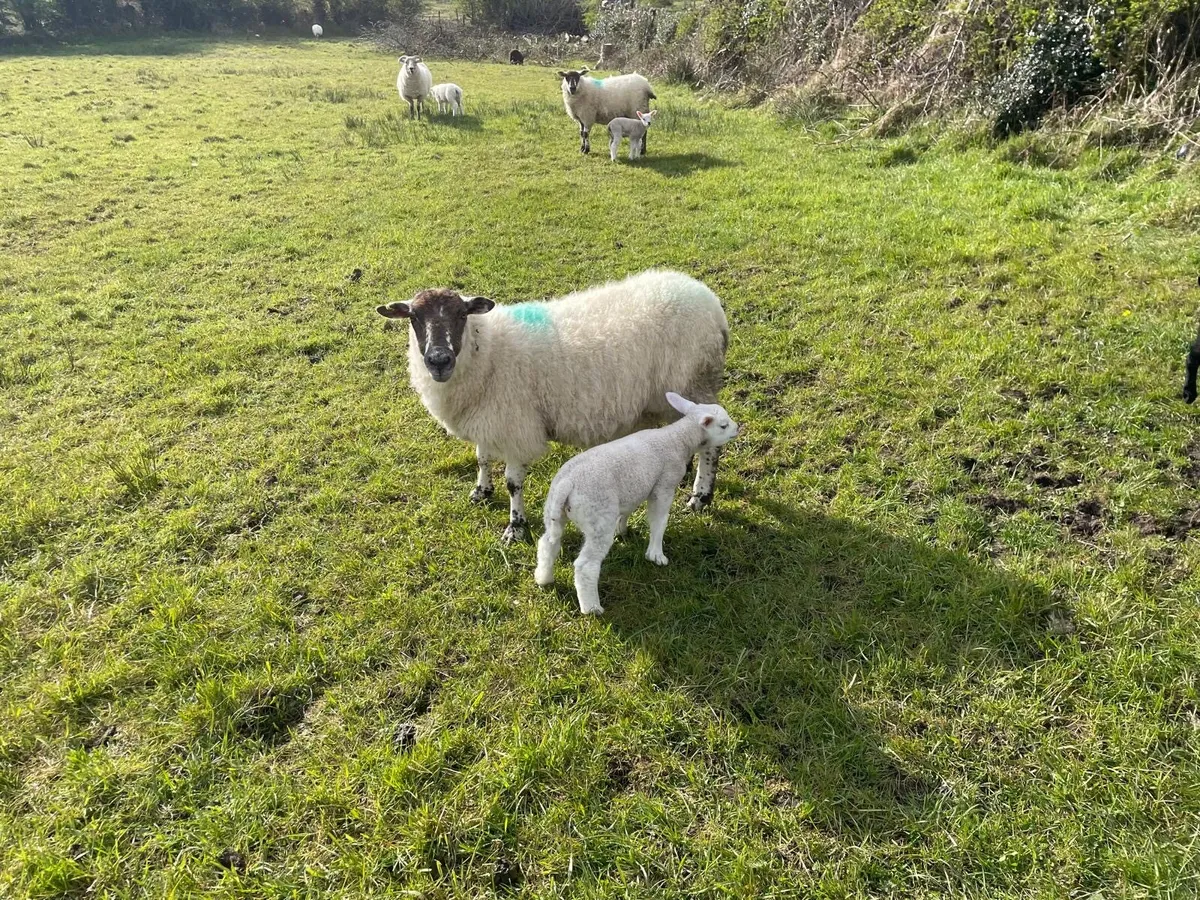 Hoggets and lambs - Image 3