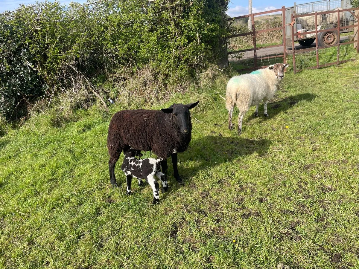 Hoggets and lambs - Image 4