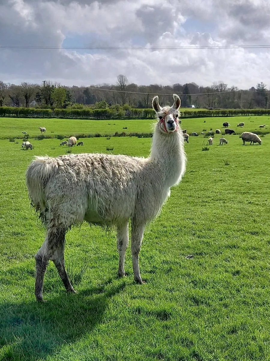 Llama - Image 1