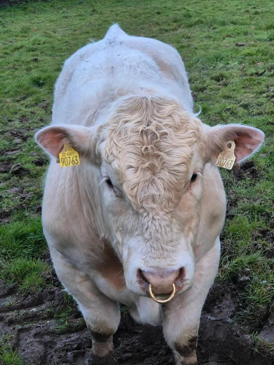 Pedigree registered charolais bulls - Image 1