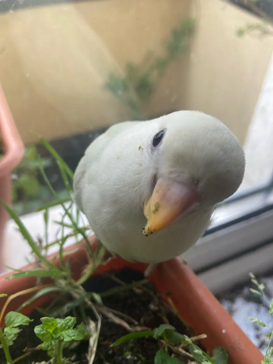 Hand Tamed Lovebirds - Image 1