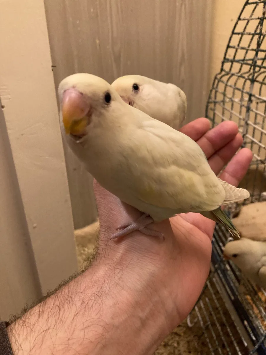 Hand Tamed Lovebirds - Image 2