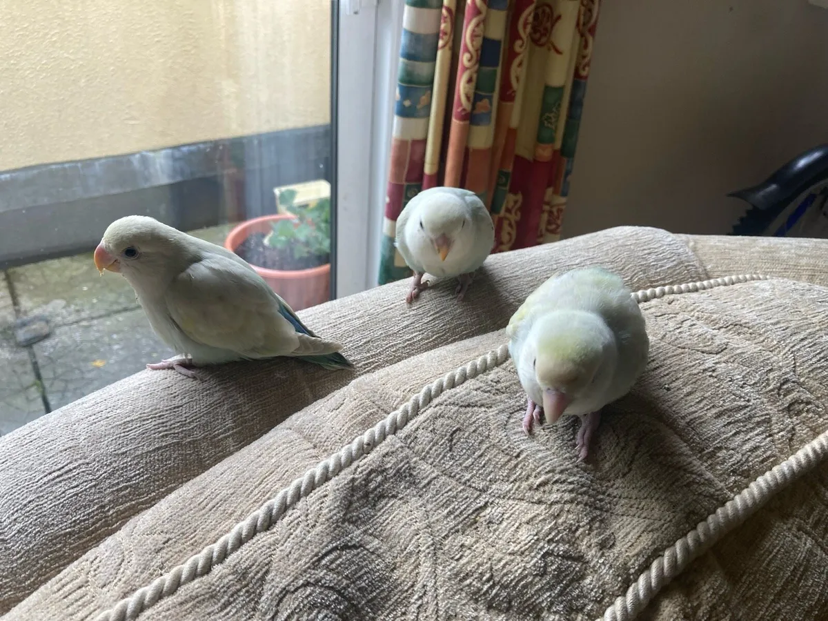 Hand Tamed Lovebirds - Image 3