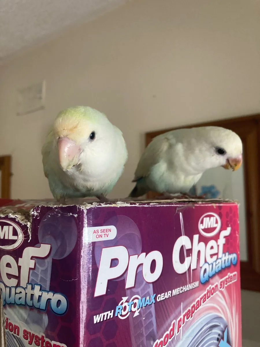 Hand Tamed Lovebirds - Image 4