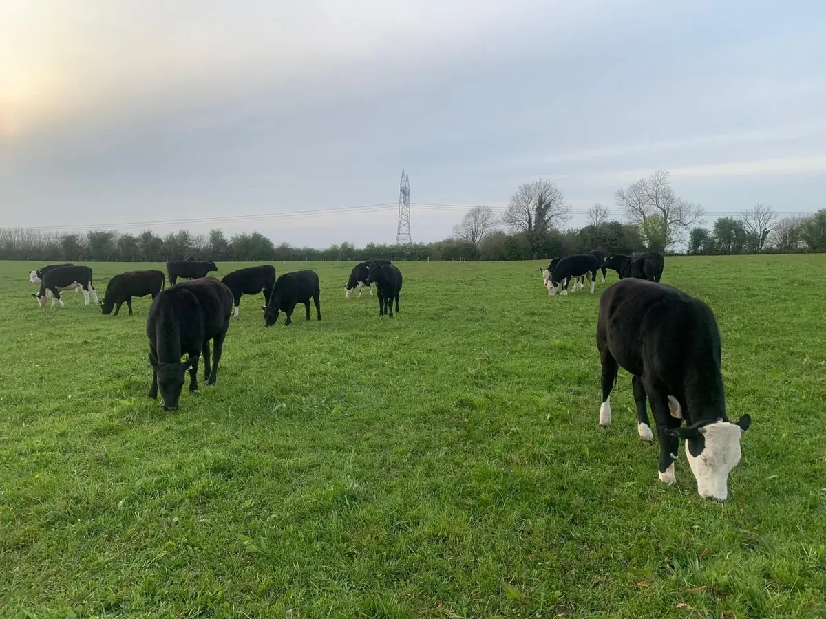5 AA Heifers, average 390kgs - Image 1