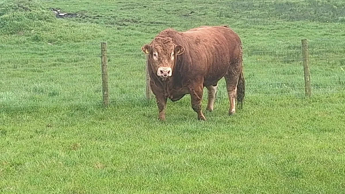 Limousin Bull - Image 3