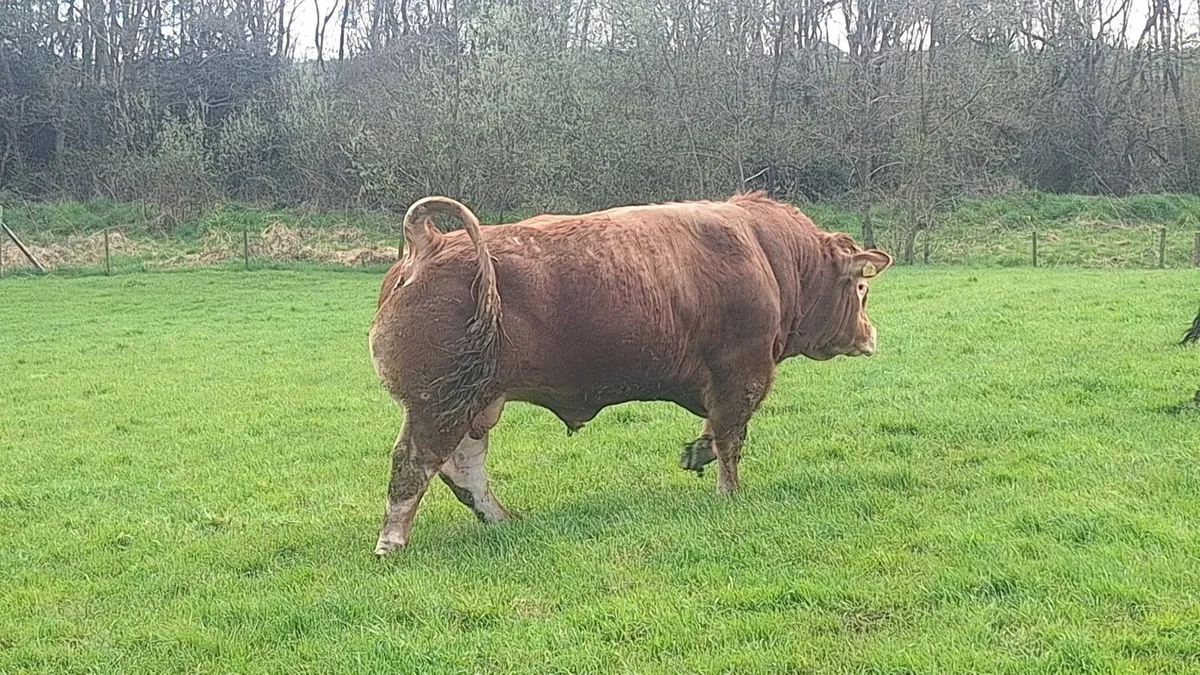 Limousin Bull - Image 4
