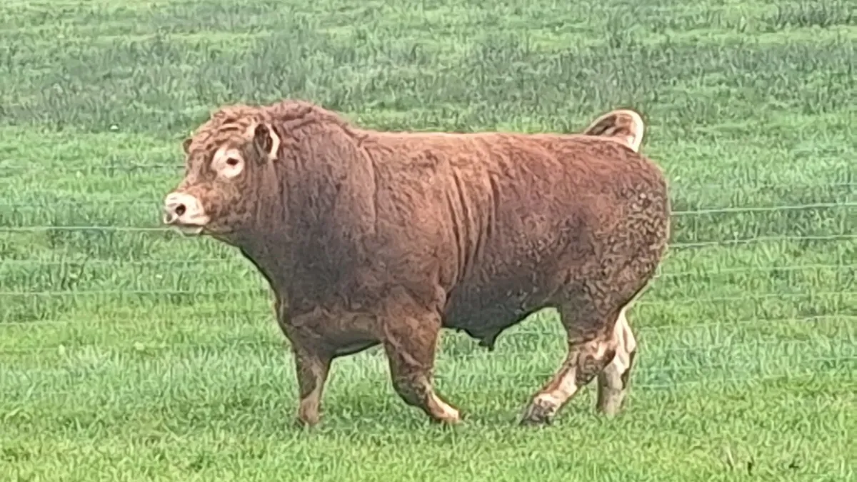 Limousin Bull - Image 1