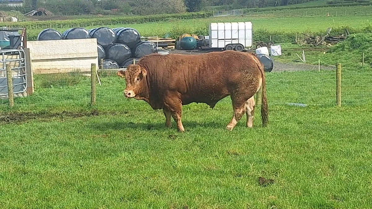 Limousin Bull - Image 2