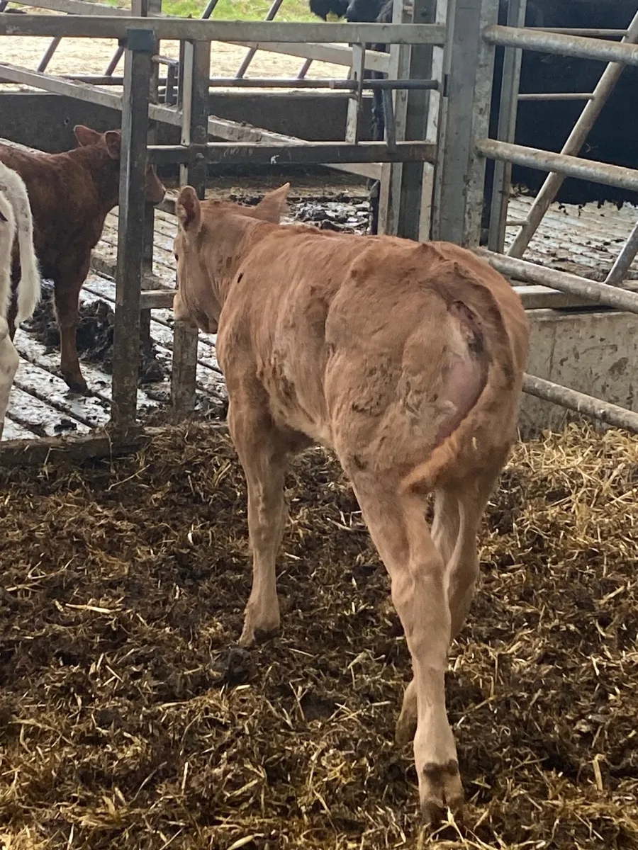 Super suckler cows with calves at foot - Image 4
