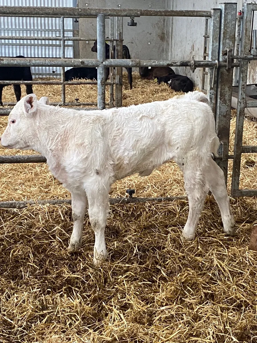 Super suckler cows with calves at foot - Image 1