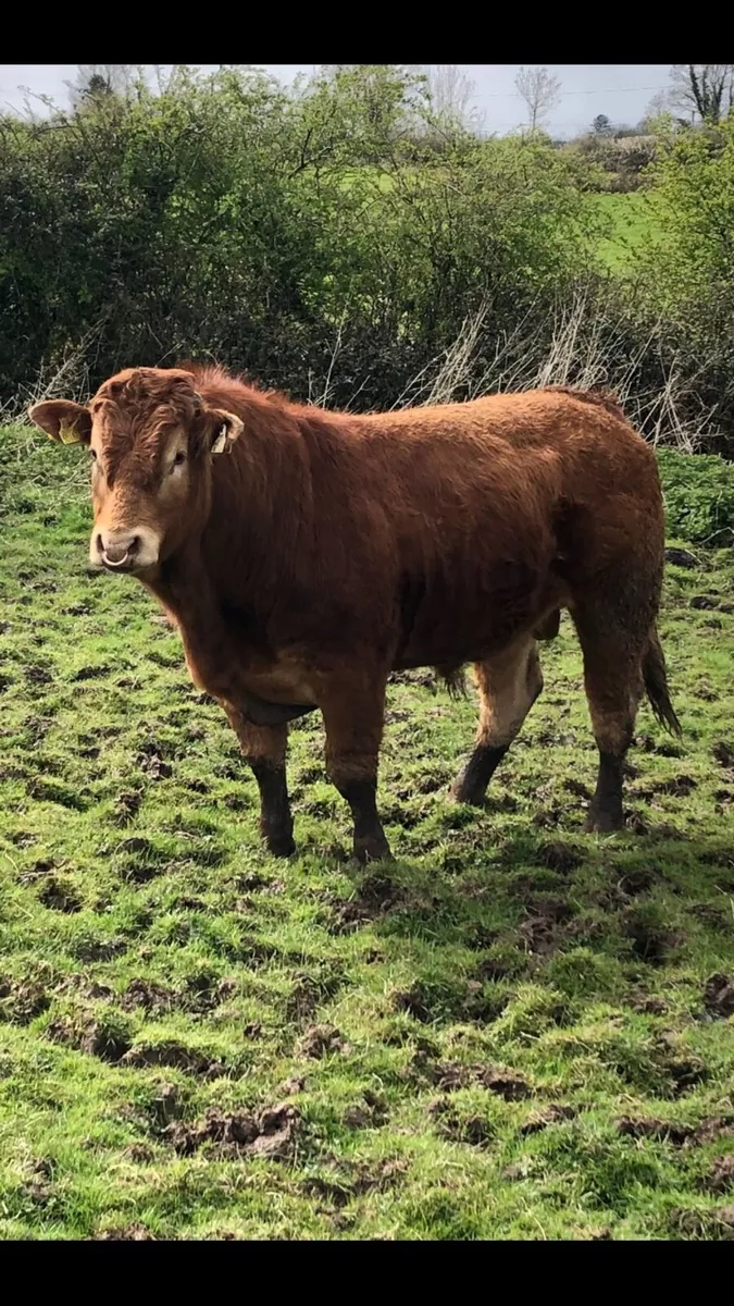Limousin Bull - Image 1