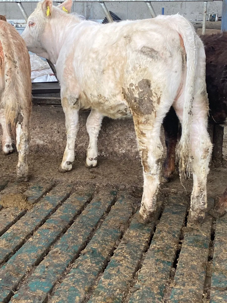 Two quality bulling heifers - Image 2