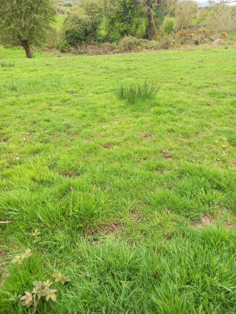 Grazing To Let - Image 2