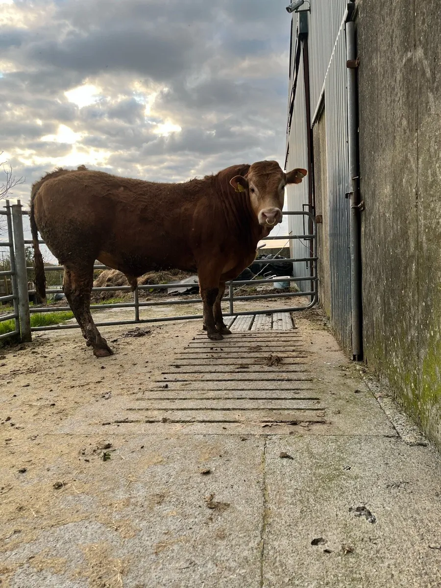 Pedigree limousin bull - Image 1