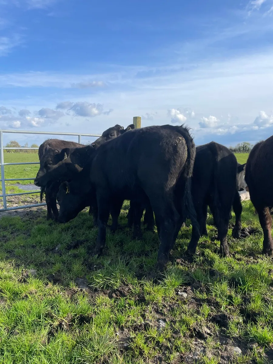 Angus Bullocks - Image 3